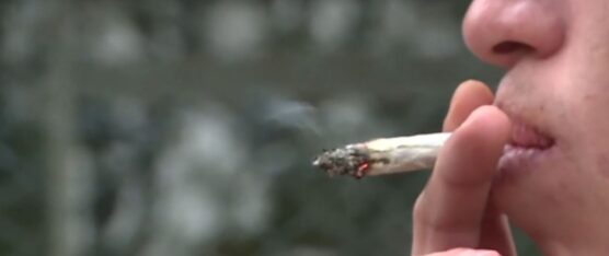 EL LIBRE EXPENDIO DE MARIHUANA  AYUDARÍA A REDUCIR LA DELINCUENCIA