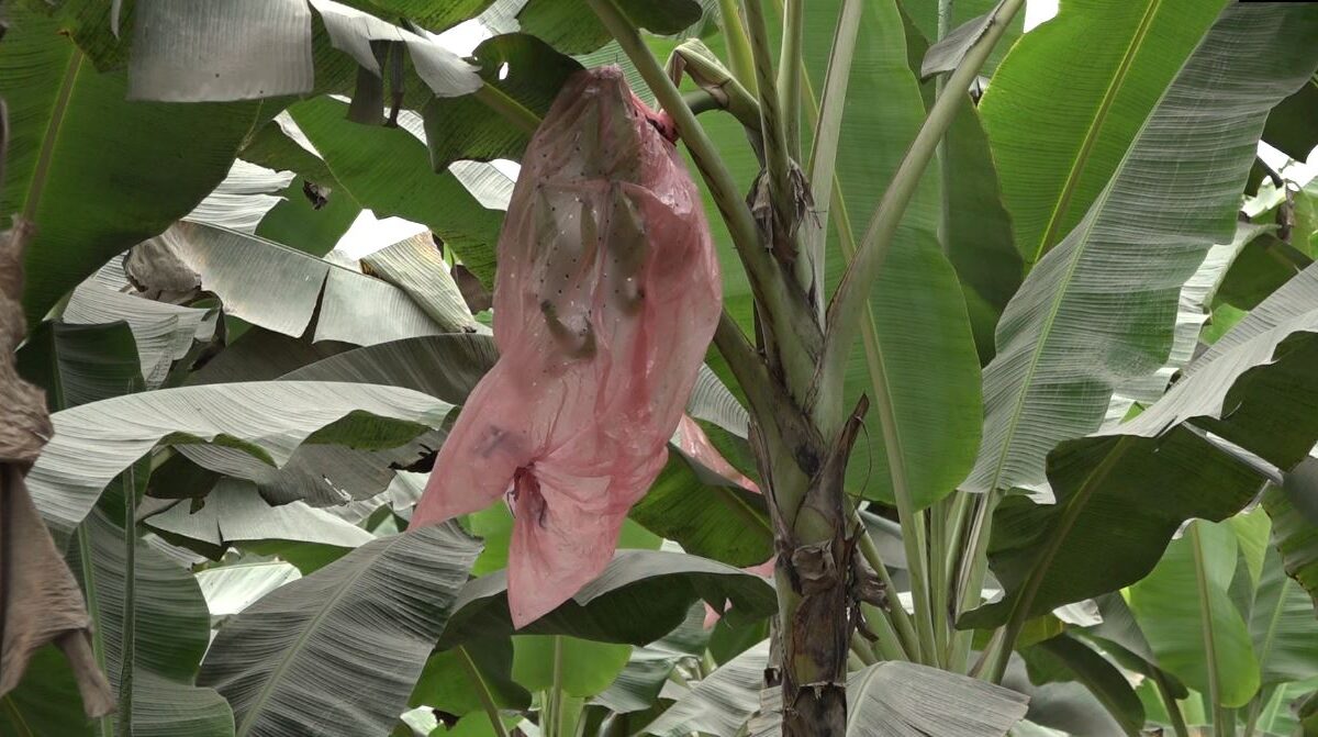 BAJÓ LA PRODUCCIÓN DE PLÁTANO EN EL CARMEN