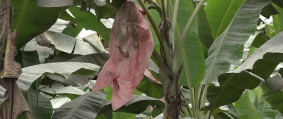 BAJÓ LA PRODUCCIÓN DE PLÁTANO EN EL CARMEN
