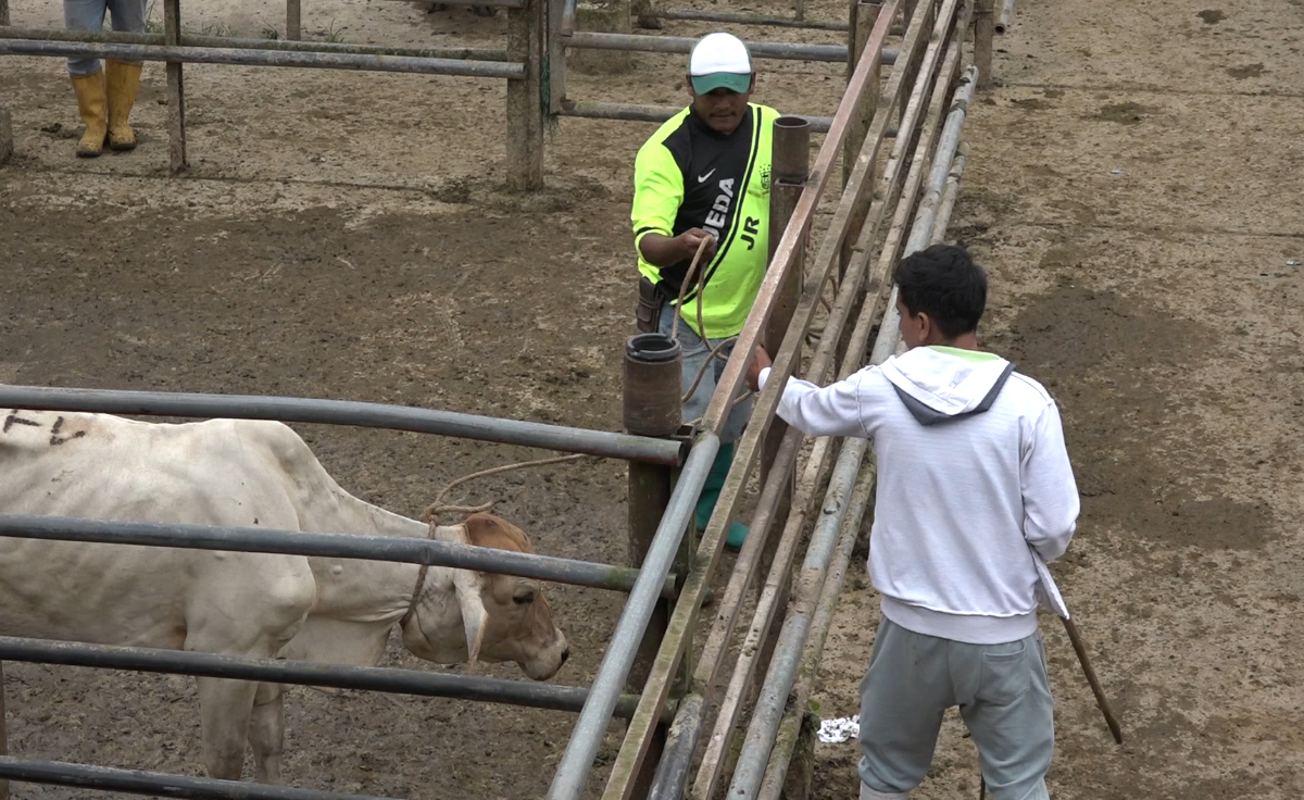 EL SECTOR GANADERO DE LA PROVINCIA SE SIENTE DESPROTEGIDO ANTE EL AUMENTO DE ROBOS Y SECUESTROS