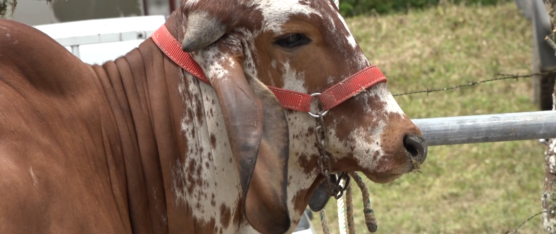 CERCA DE 90 HECTÁREAS DE POTRERO RESULTARON AFECTADAS DEBIDO  A LA CRECIDA DEL RÍO BLANCO
