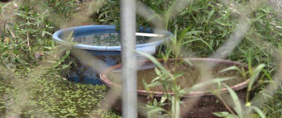 AUMENTAN LOS CASOS DE DENGUE EN LA COMUNA DE SAN VICENTE DEL BÚA