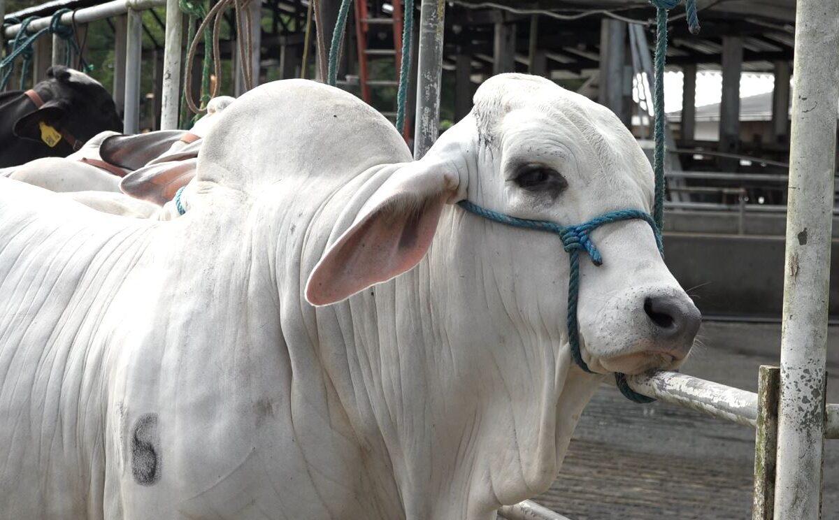 ECUADOR EXPORTARÁ POR PRIMERA VEZ EMBRIONES BOVINOS A BOLIVIA