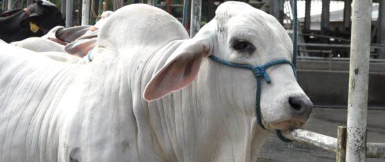 ECUADOR EXPORTARÁ POR PRIMERA VEZ EMBRIONES BOVINOS A BOLIVIA