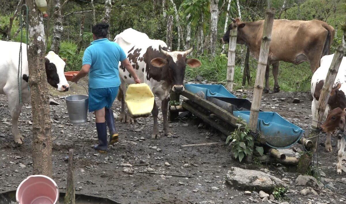 LA FUERTE TEMPORADA INVERNAL ESTÁ AFECTANDO LA PRODUCCIÓN DE PLÁTANO, CACAO Y GANADO