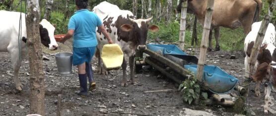 LA FUERTE TEMPORADA INVERNAL ESTÁ AFECTANDO LA PRODUCCIÓN DE PLÁTANO, CACAO Y GANADO