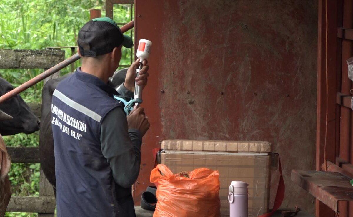 245 MIL ANIMALES ENTRE BOVINOS Y BUFALINOS SERÁN VACUNADOS CONTRA LA FIEBRE AFTOSA