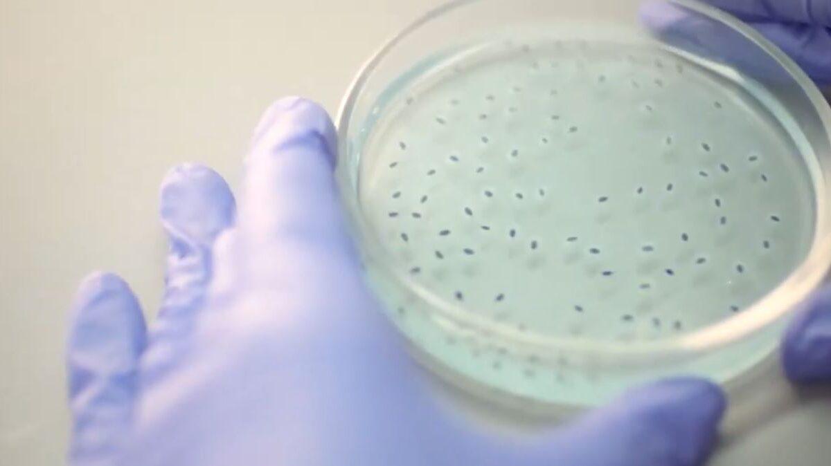 EN ECUADOR SE REGISTRA EL PRIMER CASO DE LA NUEVA VARIANTE DEL COVID-19, XBB.1.16.