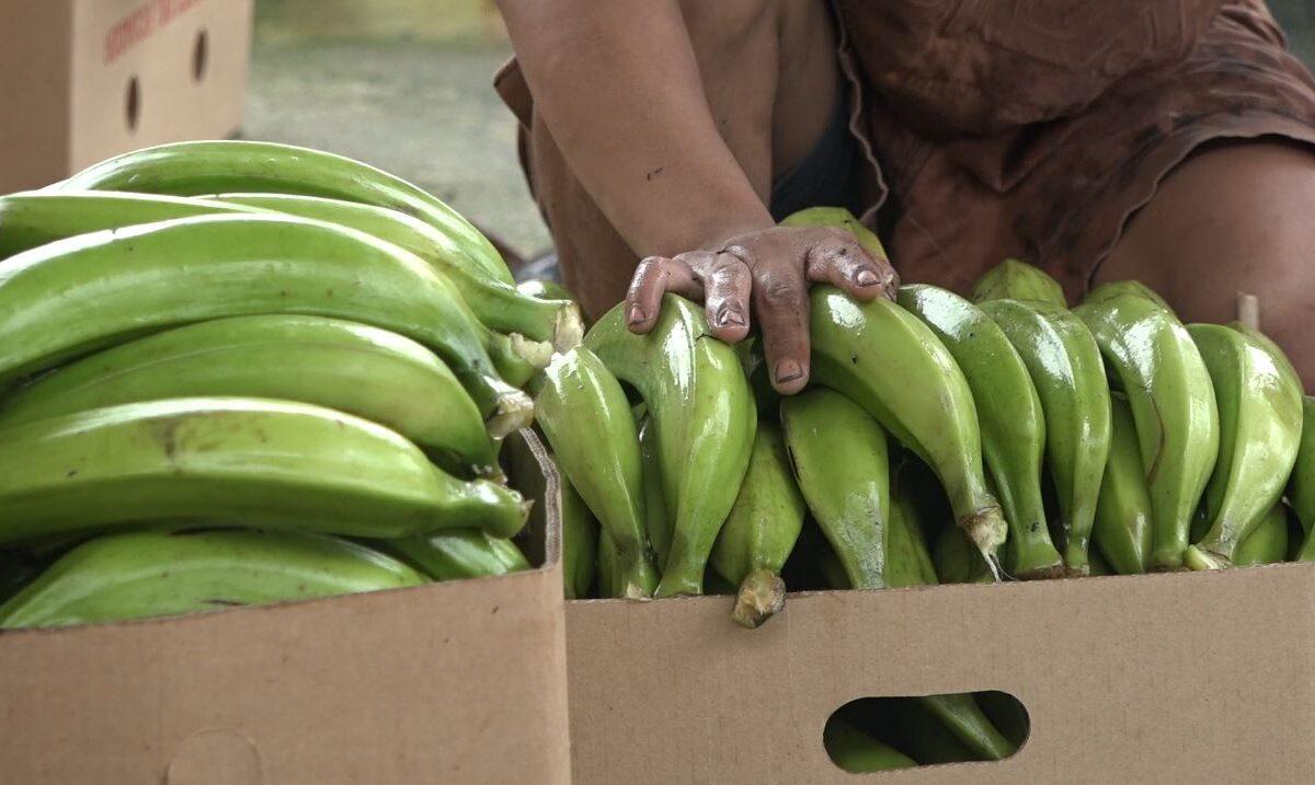 AFECTACIONES EN EL SECTOR AGRÍCOLA Y GANADERO POR EL INVIERNO
