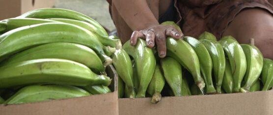 AFECTACIONES EN EL SECTOR AGRÍCOLA Y GANADERO POR EL INVIERNO
