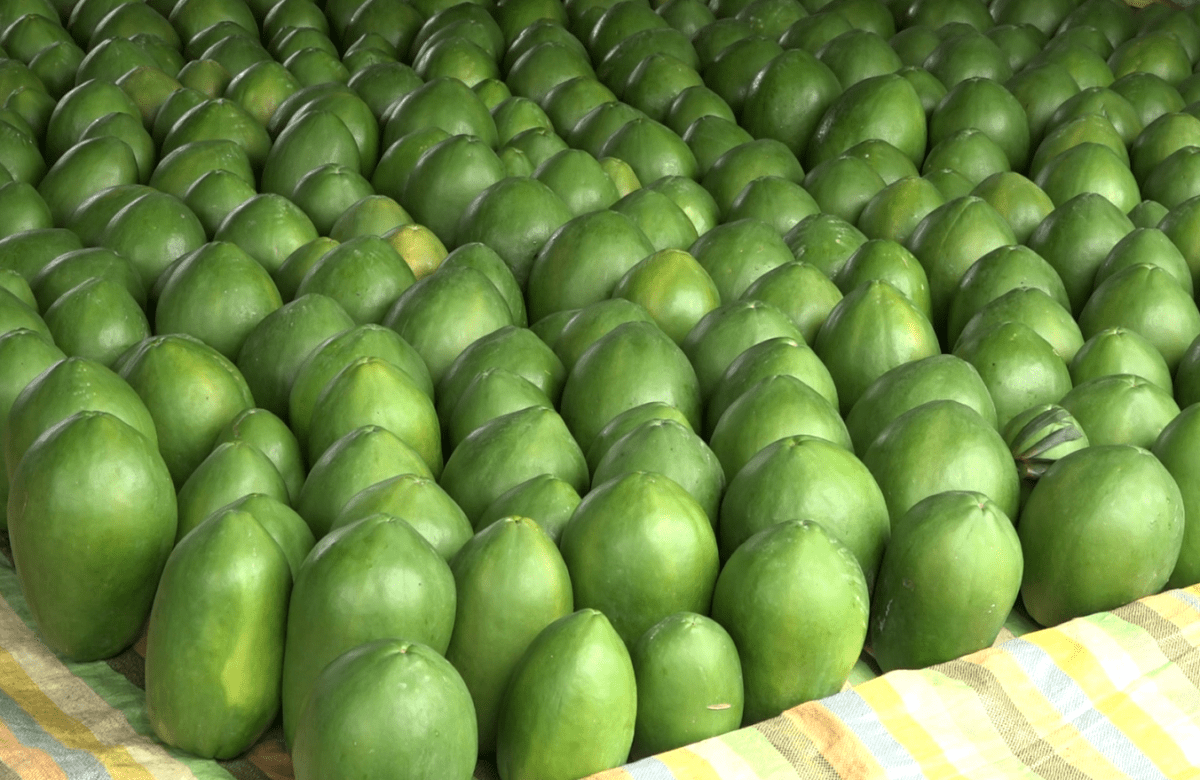 LAS LLUVIAS ESTÁN AFECTANDO LA PRODUCCIÓN DE PAPAYA EN VARIAS FINCAS DEL RECINTO AVISPA CHILA