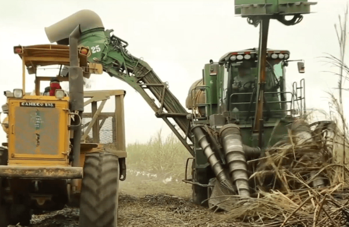 EL FENÓMENO DE EL NIÑO EN ECUADOR RETRASA EL INICIO DE LA ZAFRA EN LOS CULTIVOS DE AZÚCAR