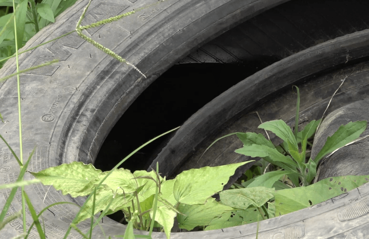 UNA NIÑA DE 7 AÑOS ES LA PRIMERA VÍCTIMA DEL DENGUE HEMORRÁGICO EN LA PROVINCIA TSÁCHILA