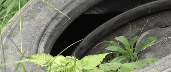 UNA NIÑA DE 7 AÑOS ES LA PRIMERA VÍCTIMA DEL DENGUE HEMORRÁGICO EN LA PROVINCIA TSÁCHILA