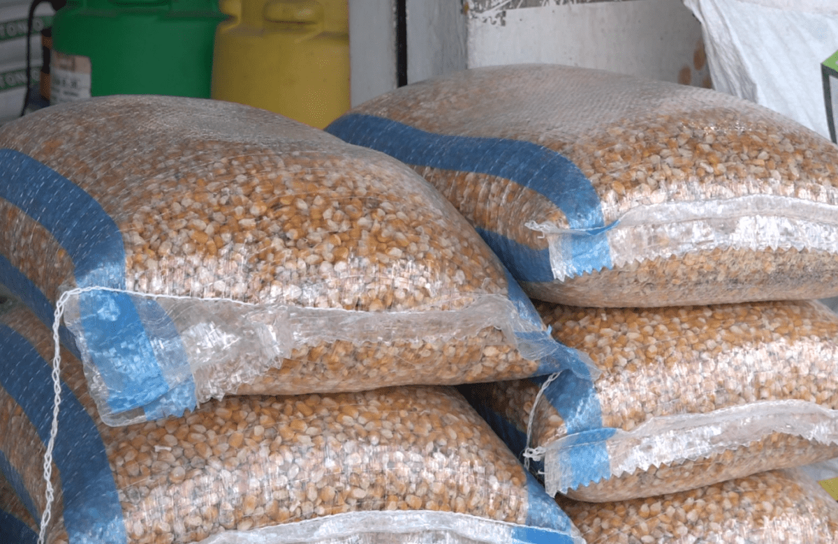AGRICULTORES DE MAÍZ EXIGEN QUE LOS INTERMEDIARIOS PAGUEN LOS PRECIOS ESTABLECIDOS POR EL MAG