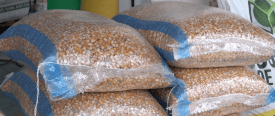 AGRICULTORES DE MAÍZ EXIGEN QUE LOS INTERMEDIARIOS PAGUEN LOS PRECIOS ESTABLECIDOS POR EL MAG