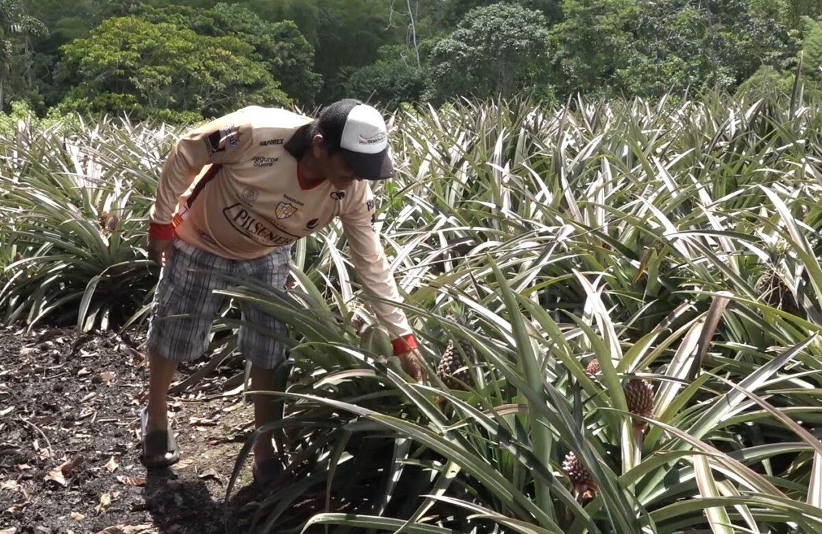 PREOCUPACIÓN POR EL AUMENTO DEL PRECIO EN PRODUCTOS PARA MANTENIMIENTO DE SEMBRÍOS