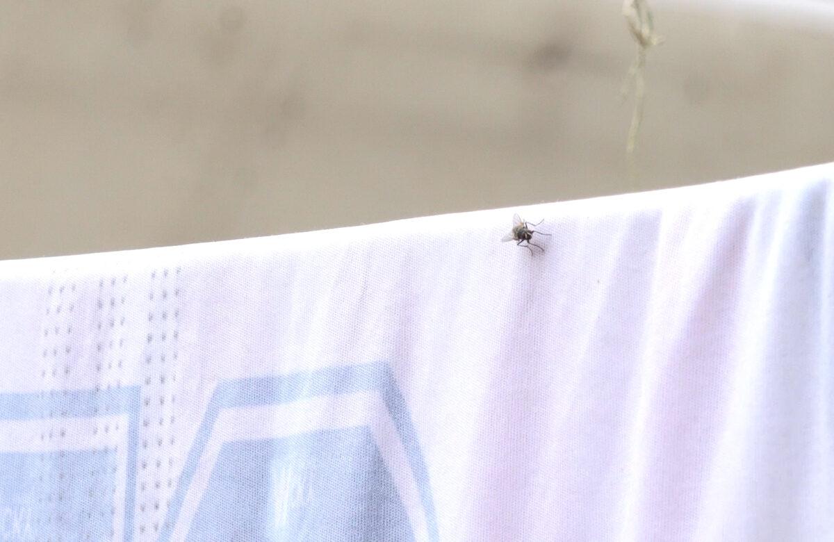 EN EL RECINTO ATAHUALPA SE REPORTA UNA MASIVA PROLIFERACIÓN DE MOSCAS