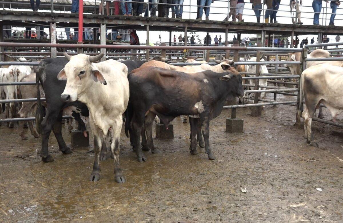 ASOGAN SD PAGARÁ RECOMPENSA A QUIENES PROPORCIONEN INFORMACIÓN SOBRE CASOS DE ABIGEATO DENTRO Y FUERA DE LA PROVINCIA