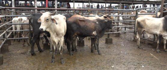 ASOGAN SD PAGARÁ RECOMPENSA A QUIENES PROPORCIONEN INFORMACIÓN SOBRE CASOS DE ABIGEATO DENTRO Y FUERA DE LA PROVINCIA