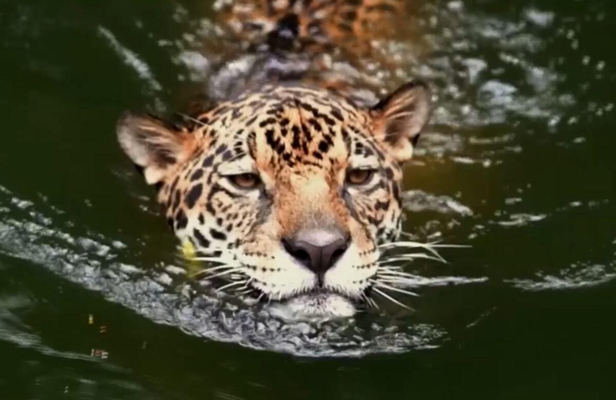 LOS ELECTORES HICIERON PREVALECER EL SÍ PARA EL YASUNÍ