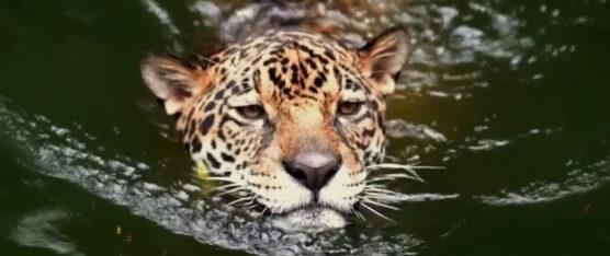 LOS ELECTORES HICIERON PREVALECER EL SÍ PARA EL YASUNÍ