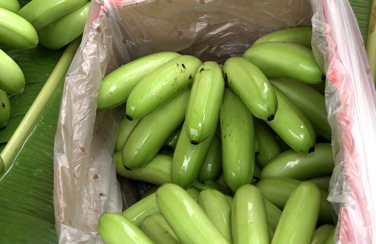 DETECTARON CERCA DE 5 CASOS DE ENFERMEDAD DEL MOKO DE PLÁTANO EN SAN GABRIEL Y JULIO MORENO