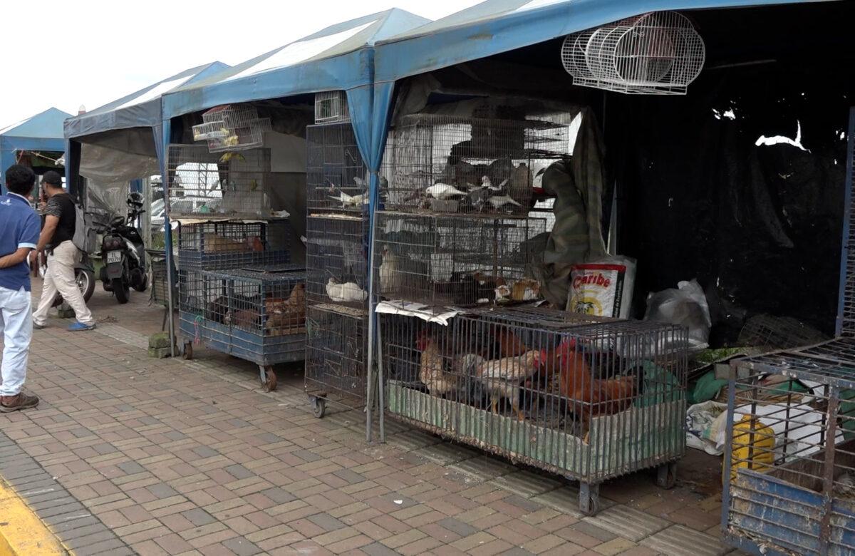 PRESENTARON UNA ORDENANZA PARA REGULAR EL COMERCIO EN SANTO DOMINGO