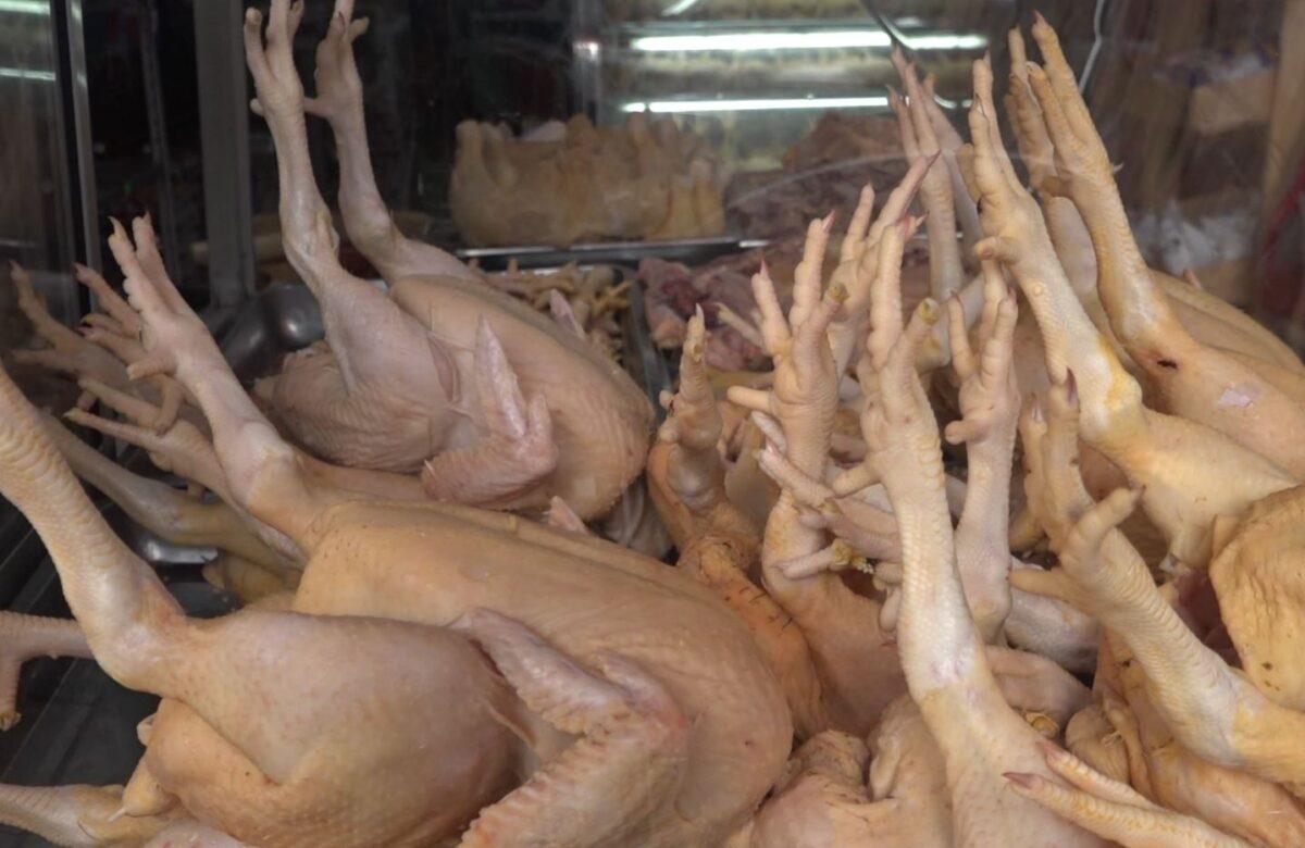 UN NUEVO BROTE DE GRIPE AVIAR SE DIO EN TUNGURAHUA Y COTOPAXI