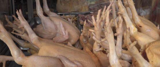 UN NUEVO BROTE DE GRIPE AVIAR SE DIO EN TUNGURAHUA Y COTOPAXI