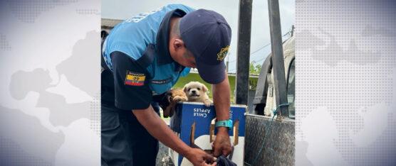 DECOMISAN ANIMALES EN LA CONCORDIA
