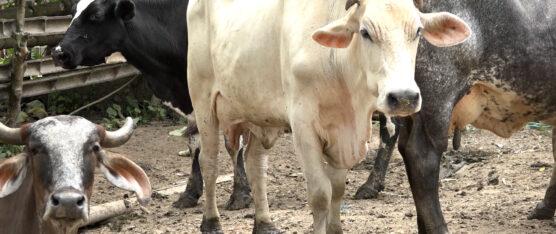 LA MOSCA TALADRADORA ESTÁ AFECTANDO AL GANADO EN PUERTO LIMÓN