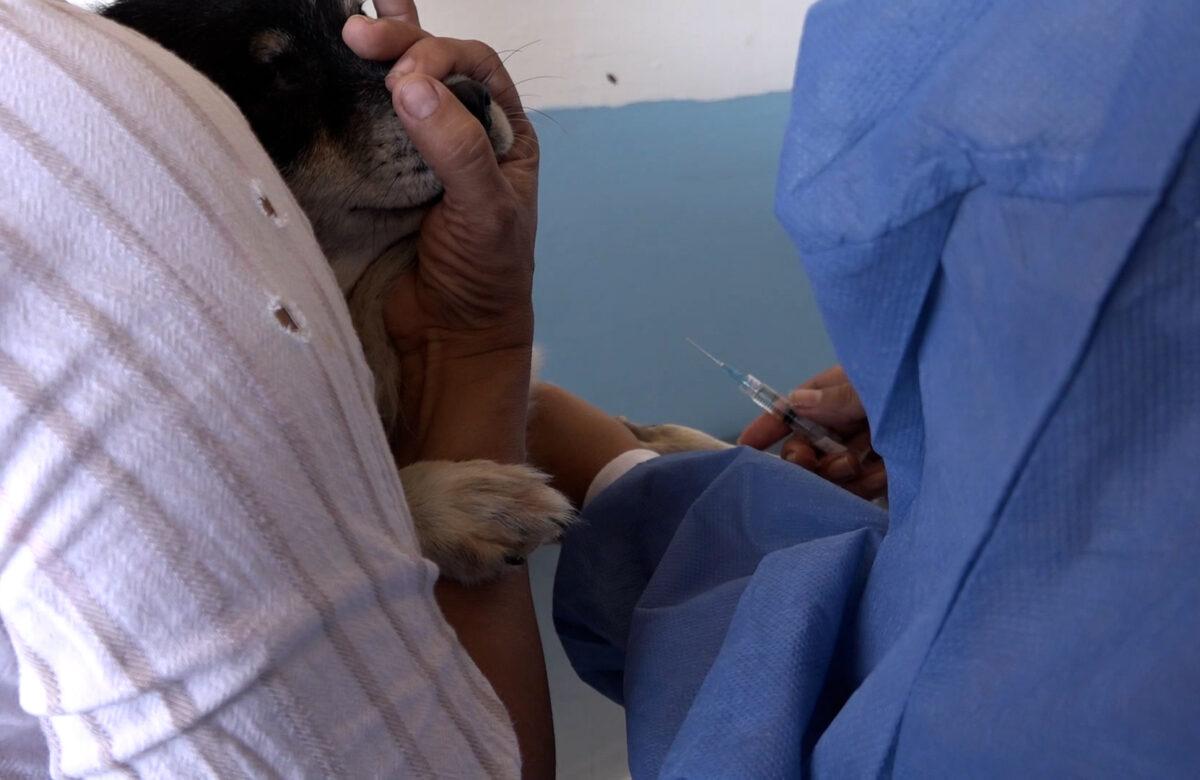 SE ESTERILIZARON QUIRÚRGICAMENTE 9 MIL PERROS Y GATOS EN SANTO DOMINGO EN LO QUE VA DEL 2023