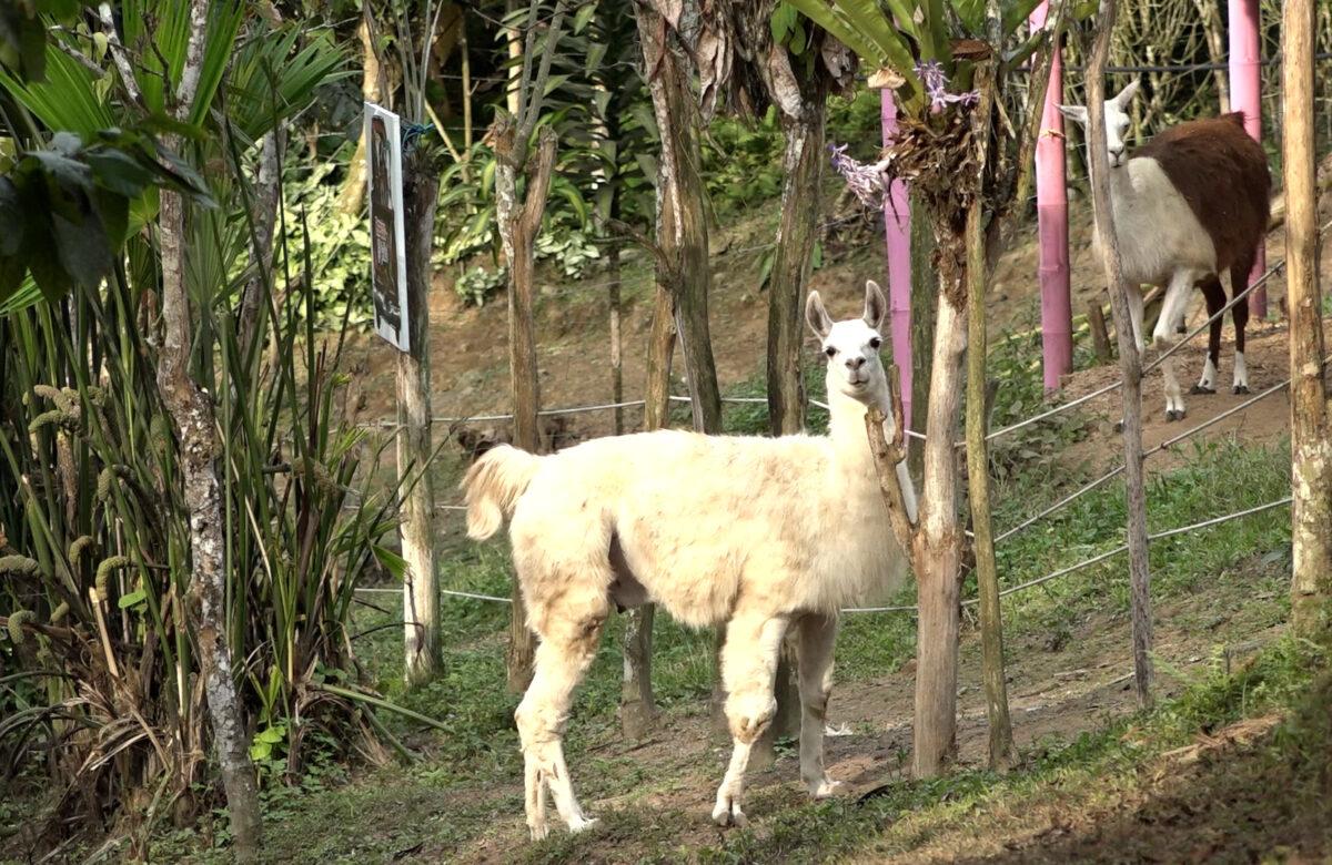 “EL REFUGIO” UNA ALTERNATIVA TURÍSTICA EN SANTO DOMINGO