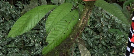 NACIONALIDAD TSÁCHILA CREÓ PHARMA TSACHI
