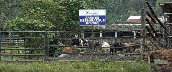 AVANZA EL PROCESO DE ADJUDICACIÓN PARA LA CONSTRUCCIÓN DEL CAMAL REGIONAL DE SANTO DOMINGO