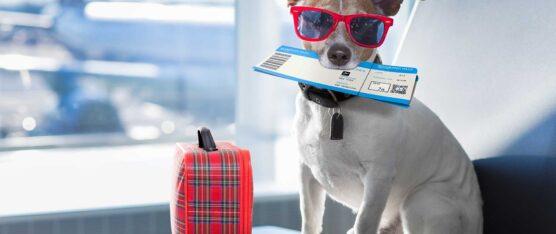 NUEVOS REQUISTOS PARA VIAJAR CON MASCOTAS AL EXTERIOR