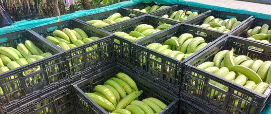 EXPORTACIÓN DE BANANO Y PLÁTANO AUMENTÓ EN 2023