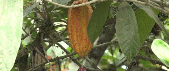 HASTA USD 400 LLEGA A COSTAR EL QUINTAL DE CACAO SECO