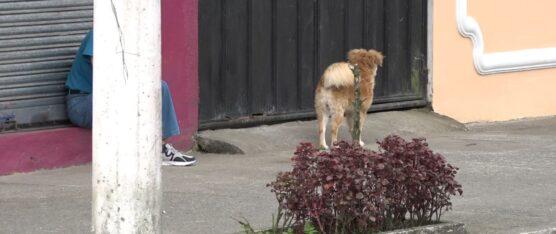 PLANTEAN  ACTUALIZAR UNA ORDENANZA INTEGRAL QUE REGULA EL PORTE DE MASCOTAS EN SANTO DOMINGO