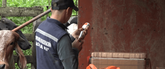 INICIÓ LA VACUNACIÓN CONTRA LA FIEBRE AFTOSA EN ECUADOR
