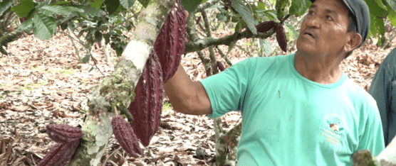 PREOCUPACIÓN POR LA BAJA DE PRECIO DEL CACAO
