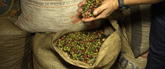 EL PRECIO DE LA NARANJA AUMENTÓ POR LA ESCASA COSECHA EN ESTA TEMPORADA