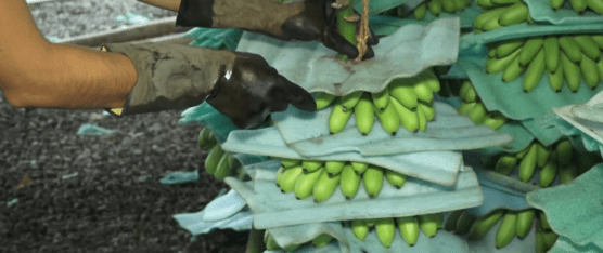 BAJÓ LA EXPORTACIÓN DE ORITO