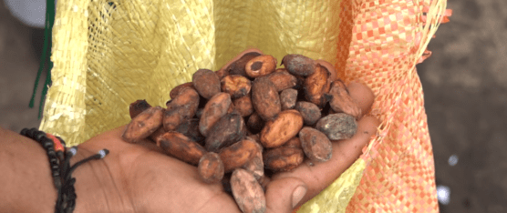 BAJÓ EL PRECIO DEL CACAO EN ECUADOR