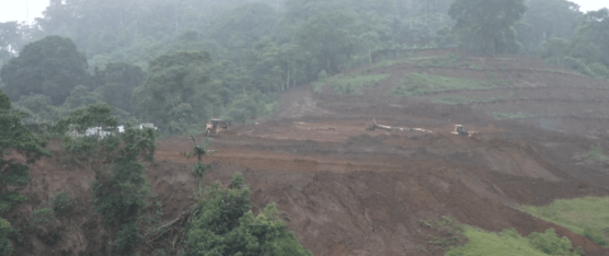 ANIMALES BUSCAN REFUGIO TRAS TALA EN EL BOMBOLÍ