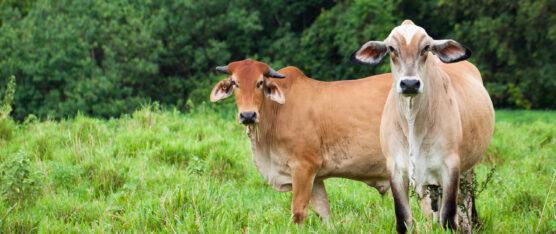 INCREMENTAN LOS CASOS DE ABIGEATO EN EL PAÍS