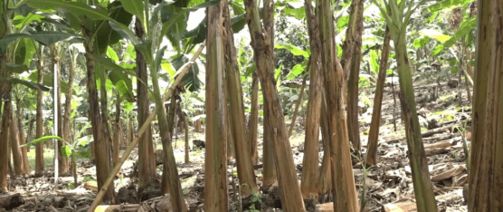 AGRICULTORES ESPERAN RESPALDO DEL GOBIERNO PARA CONTROLAR PLAGAS EN PLANTACIONES