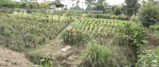 AGRICULTORES DE PLANTAS ORNAMENTALES PIDEN APOYO A AGROCALIDAD