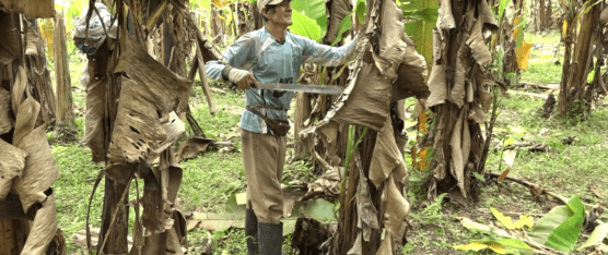 SEQUÍA EN SANTO DOMINGO AFECTA A PLANTACIONES DE CACAO Y PLÁTANO